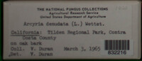 Arcyria denudata image